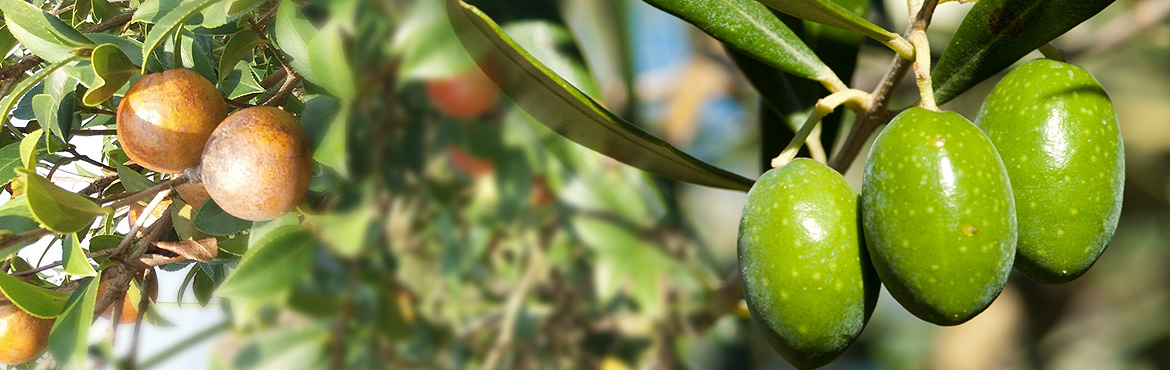 茶籽橄欖香食用植物調和油